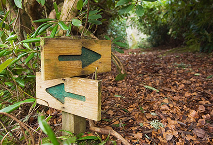 Directional signposts in the woods