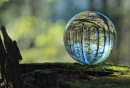 Crystal ball in forest reflecting upside down image of trees